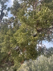 Juniperus monosperma