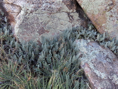 Myriopteris lindheimeri