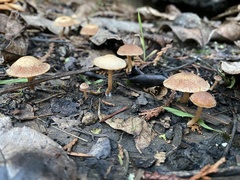 Tubaria furfuracea