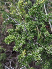 Condalia ericoides