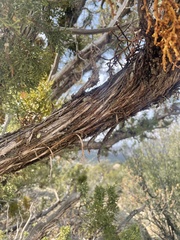 Juniperus monosperma
