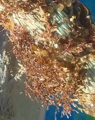 Savignyella lafontii