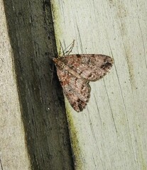 Pseudocoremia productata