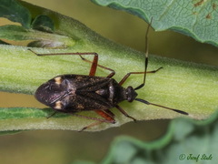 Closterotomus biclavatus