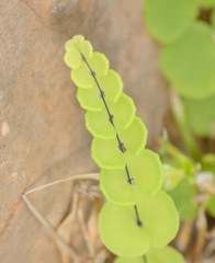 Adiantum balfourii image