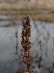 Castilleja victoriae