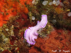 Prostheceraeus roseus