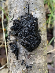 Exidia