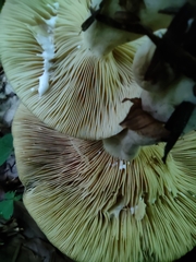Lactarius pterosporus