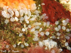 Pycnoclavella atlantica