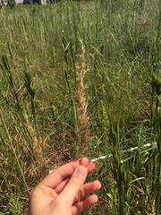 Andropogon glomeratus