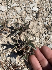 Penstemon mucronatus