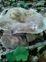 Lactarius pterosporus