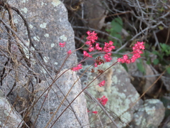 Heuchera sanguinea