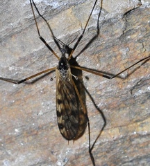 Limonia maculipennis