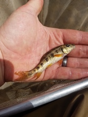 Erimyzon claviformis