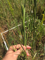Andropogon glomeratus