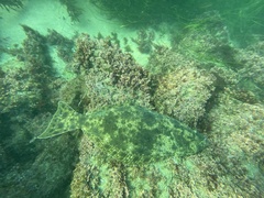 Paralichthys californicus