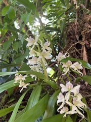 Prosthechea fragrans
