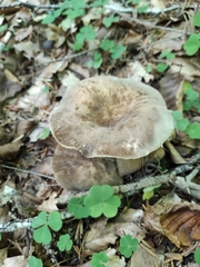 Lactarius pterosporus