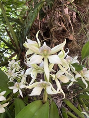 Prosthechea fragrans