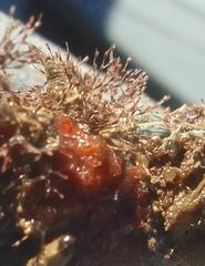 Savignyella lafontii