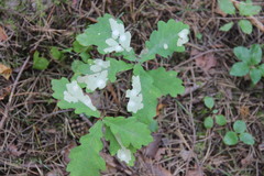 Tischeria ekebladella