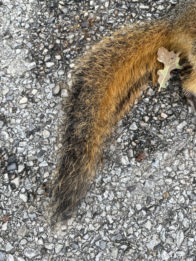 Fox Squirrel from Forest Ave, Fort Worth, TX, US on December 07, 2022 ...