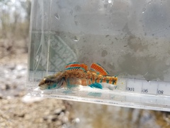 Etheostoma collettei