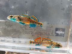 Etheostoma collettei