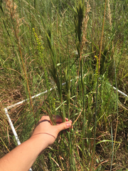 Andropogon glomeratus