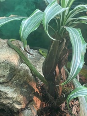 Dendroaspis angusticeps