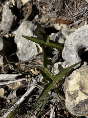 Passiflora tenuiloba