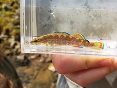 Etheostoma artesiae