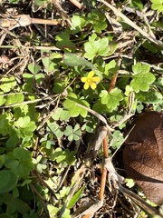 Oxalis corniculata