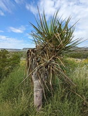 Yucca torreyi