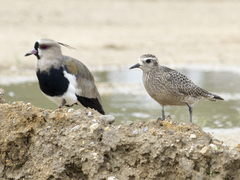 Vanellus chilensis