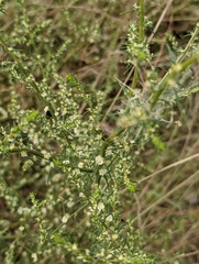 Salsola tragus