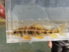 Erimyzon claviformis