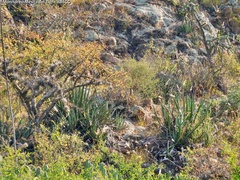 Agave difformis