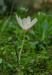 Crocus laevigatus