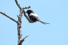 Lanius melanoleucus
