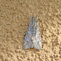 Melipotis acontioides