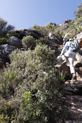 Tarchonanthus littoralis