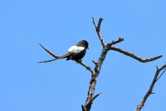 Lanius melanoleucus