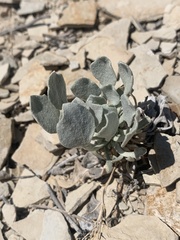 Physaria acutifolia