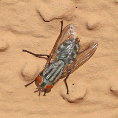 Sarcophagidae