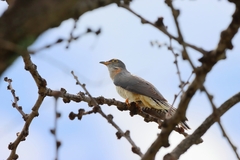 Cuculus solitarius