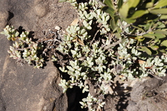 Oscularia deltoides