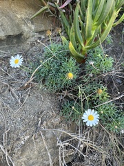 Argyranthemum